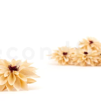 Preserved Dahlia Champagne (set of 6)