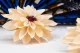 Preserved Dahlia Champagne (set of 6) 2