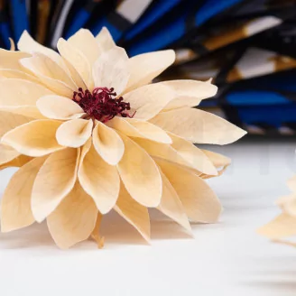 Preserved Dahlia Champagne (set of 6)