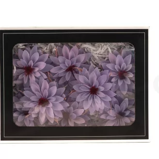 Preserved Dahlia Lavender (set of 6)