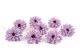 Preserved Dahlia Lavender (set of 6) 4