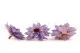 Preserved Dahlia Lavender (set of 6) 3