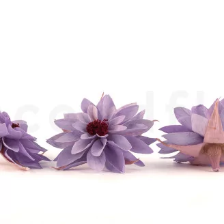 Preserved Dahlia Lavender (set of 6)