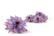 Preserved Dahlia Lavender (set of 6) 5