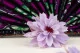 Preserved Dahlia Lavender (set of 6) 2