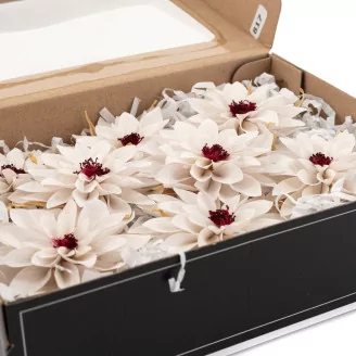 Preserved Dahlia White (set of 6)