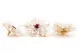 Preserved Dahlia White (set of 6) 3