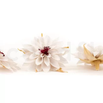 Preserved Dahlia White (set of 6)