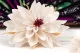 Preserved Dahlia White (set of 6) 2