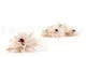 Preserved Dahlia White (set of 6) 6