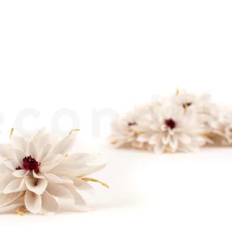 Preserved Dahlia White (set of 6)