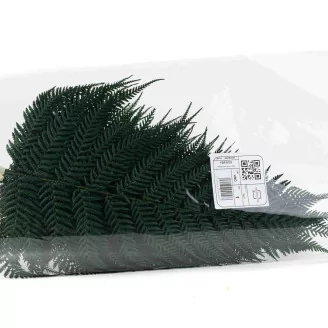 Preserved Brilliant Fern (set of 9)