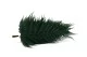 Preserved Brilliant Fern (set of 9) 4