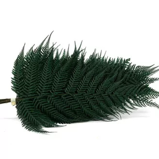 Preserved Brilliant Fern (set of 9)