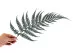 Preserved Brilliant Fern (set of 9) 5