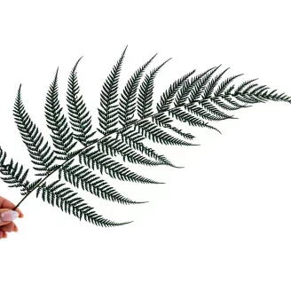 Preserved Brilliant Fern (set of 9)