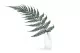 Preserved Brilliant Fern (set of 9) 3