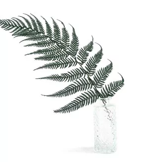 Preserved Brilliant Fern (set of 9)