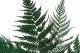 Preserved Brilliant Fern (set of 9) 2