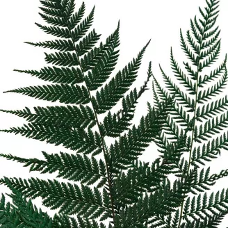 Preserved Brilliant Fern (set of 9)