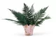 Preserved Brilliant Fern (set of 9) 6