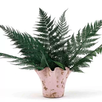 Preserved Brilliant Fern (set of 9)