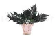 Preserved Leather Fern (set of 6) 6