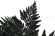 Preserved Leather Fern (set of 6) 2