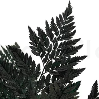 Preserved Leather Fern (set of 6)
