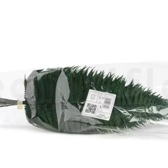 Preserved Parchment Fern (set of 10)