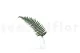Preserved Parchment Fern (set of 10) 3