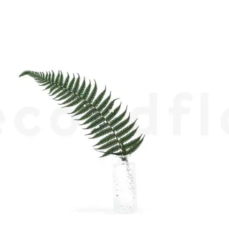 Preserved Parchment Fern (set of 10)