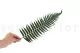 Preserved Parchment Fern (set of 10) 5
