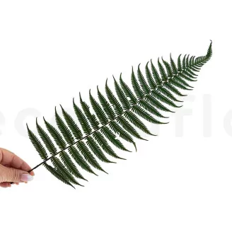 Preserved Parchment Fern (set of 10)