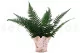 Preserved Parchment Fern (set of 10) 6