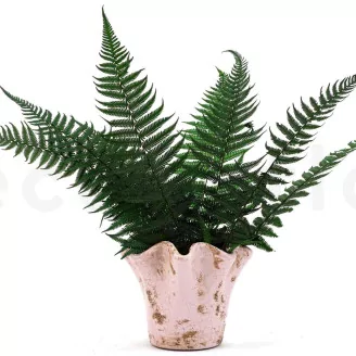 Preserved Parchment Fern (set of 10)
