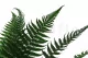 Preserved Parchment Fern (set of 10) 2