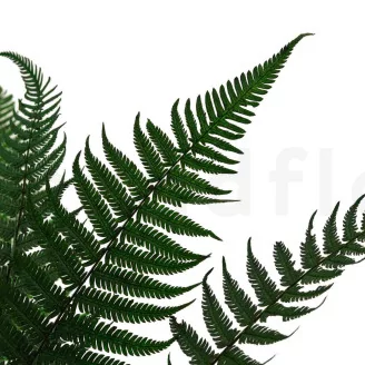 Preserved Parchment Fern (set of 10)