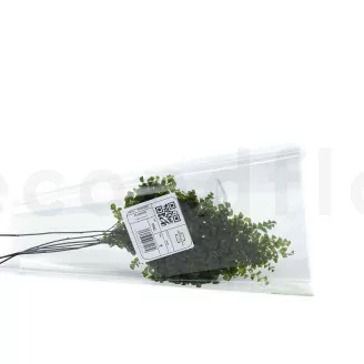 Preserved Lutti Fern (set of 6)