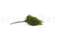 Preserved Lutti Fern (set of 6) 4