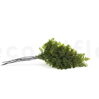 Preserved Lutti Fern (set of 6)