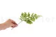 Preserved Lutti Fern (set of 6) 5