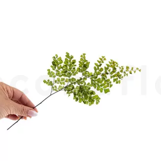 Preserved Lutti Fern (set of 6)