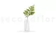 Preserved Lutti Fern (set of 6) 3