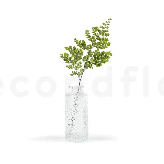 Preserved Lutti Fern (set of 6)