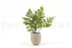 Preserved Lutti Fern (set of 6) 6