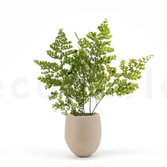 Preserved Lutti Fern (set of 6)