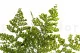 Preserved Lutti Fern (set of 6) 2