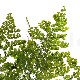 Preserved Lutti Fern (set of 6)