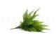 Artificial Leather Fern 5
